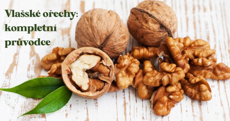 Kompletní průvodce světem vlašských ořechů. Vše co byste o ořechu měli vědět.