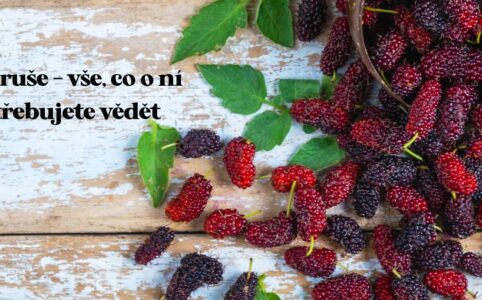 Moruše