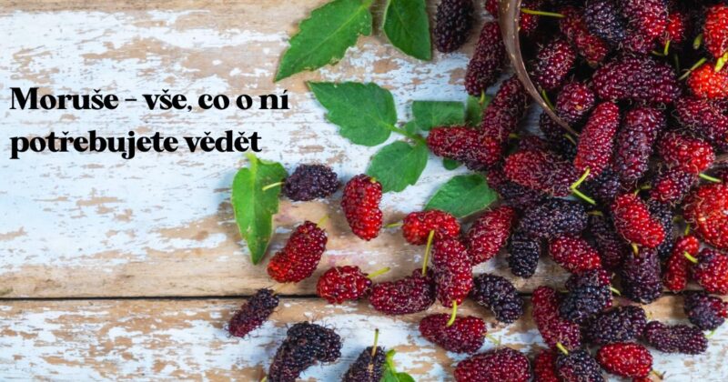 Moruše